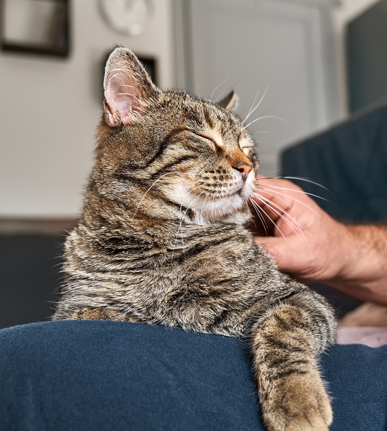 A tabby cat on the lap of their owner, enjoying the sun with their eyes closed in austin tx