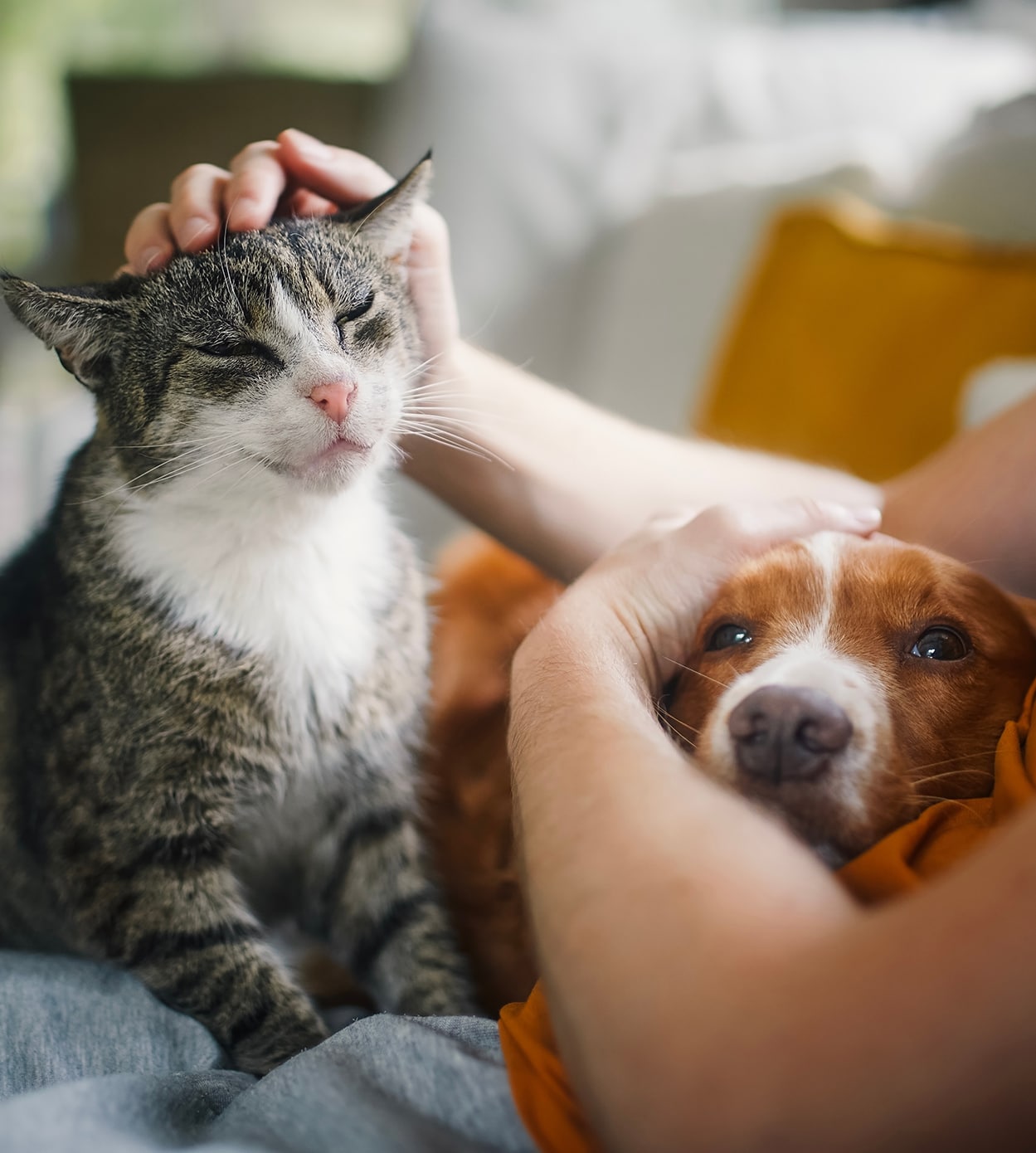 A orange and white dog, with a tabby cat, both cuddling on the lap of their owner in austin tx