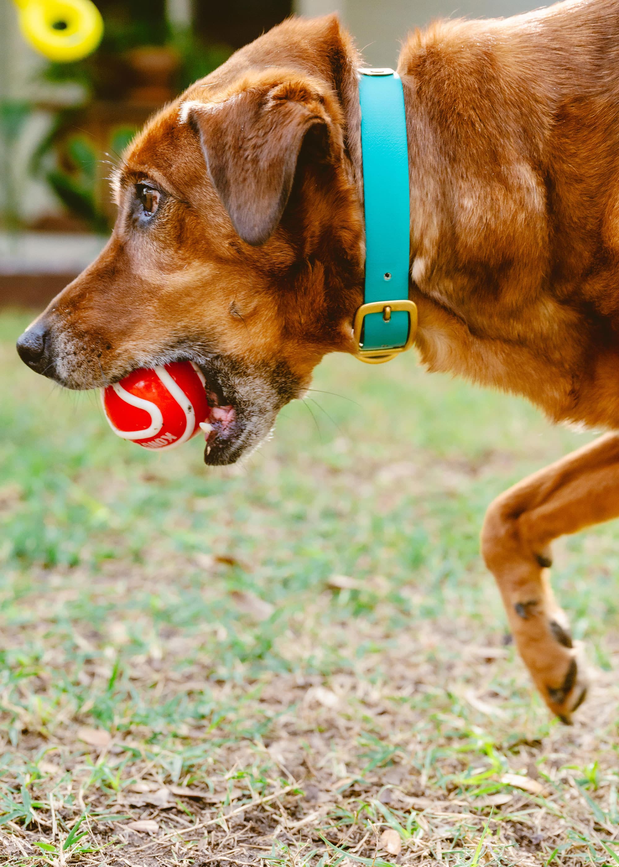 dog playing with a red tennis ball in austin texas usa