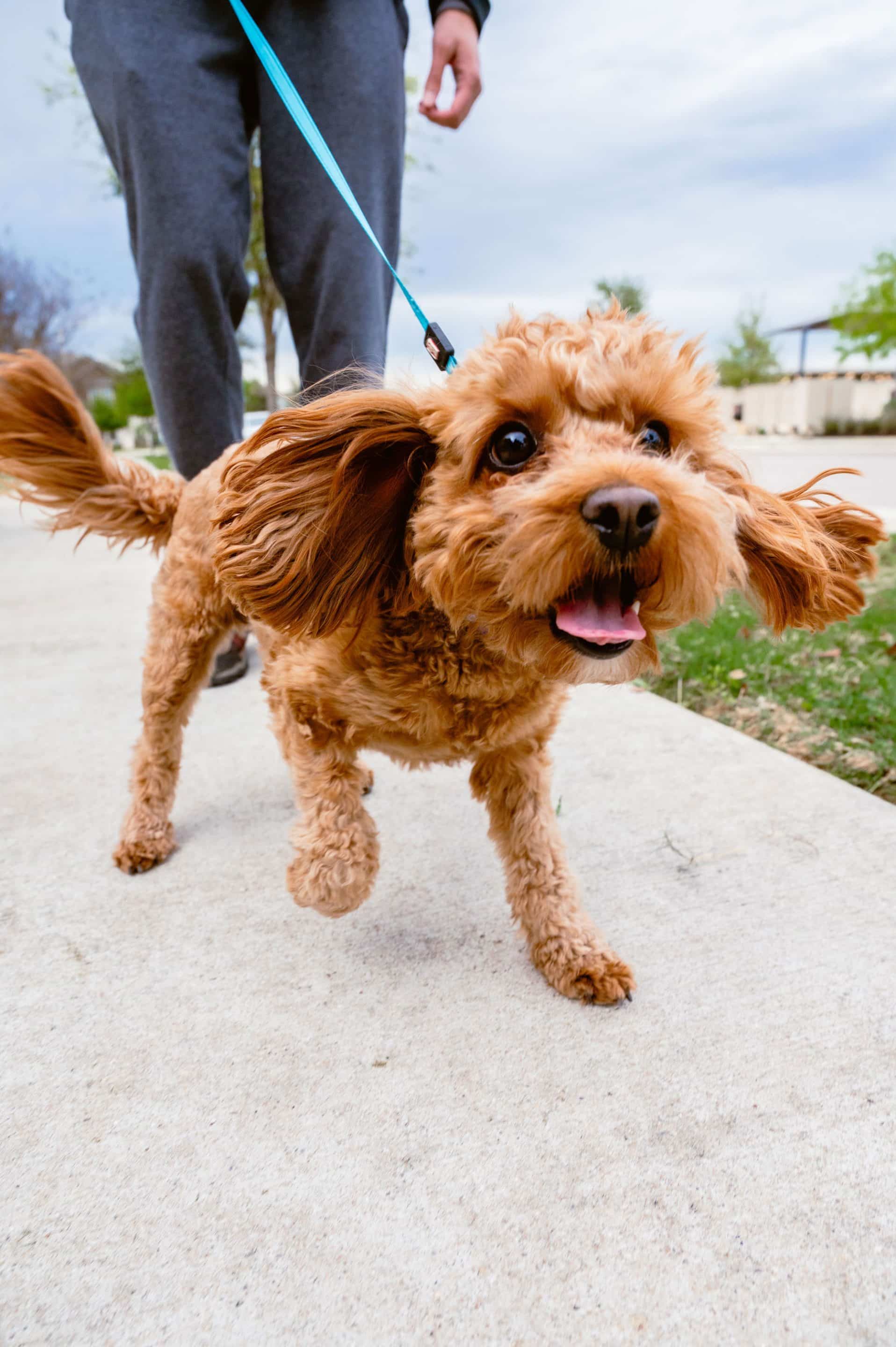 dog on a walk in austin texas