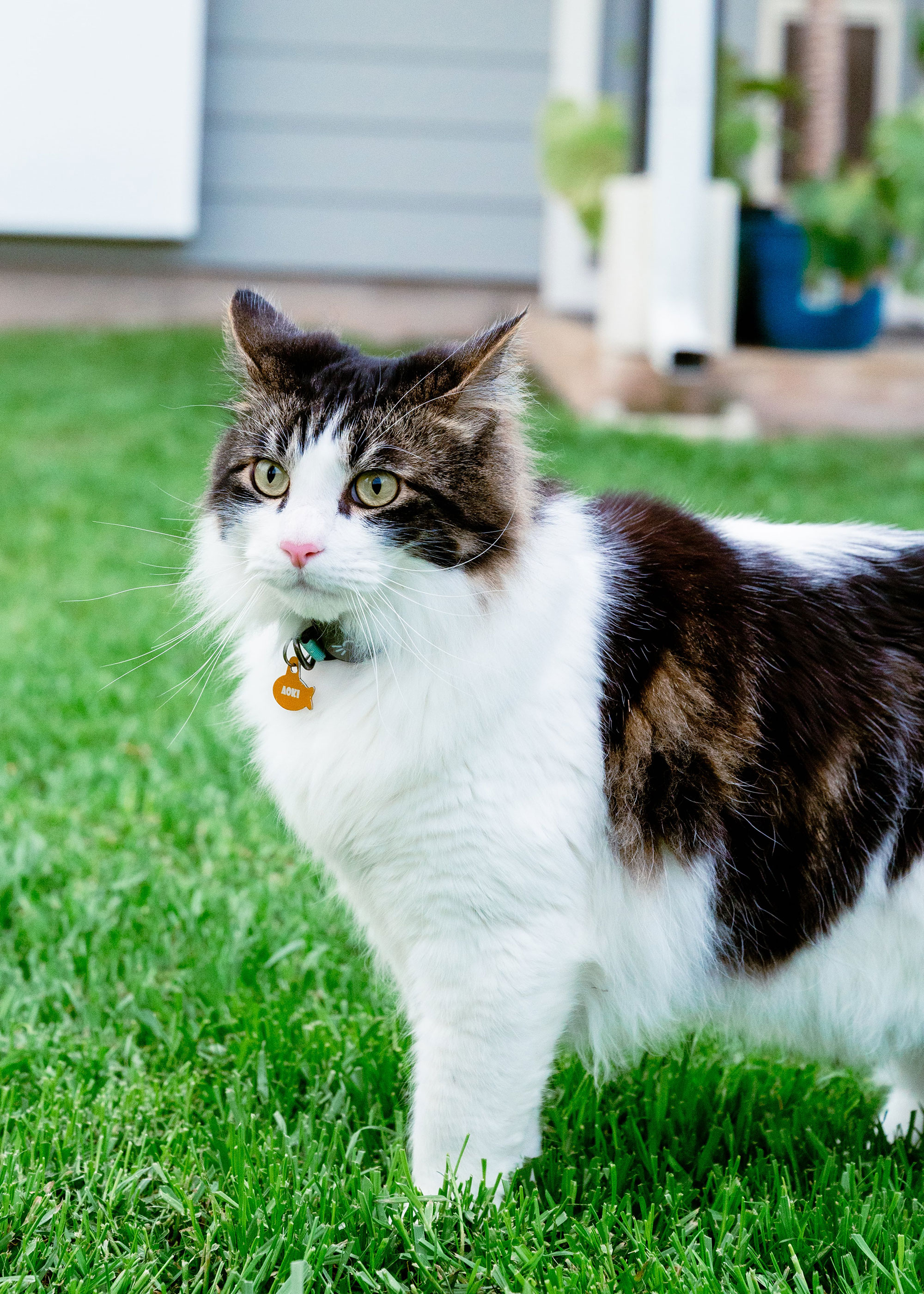 cat outside in austin texas