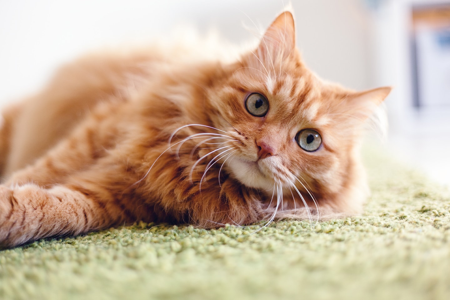 orange cat laying on a green carpet in austin texas