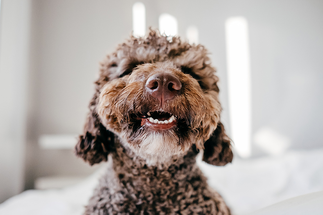 dog smiling and showing teeth in austin texas