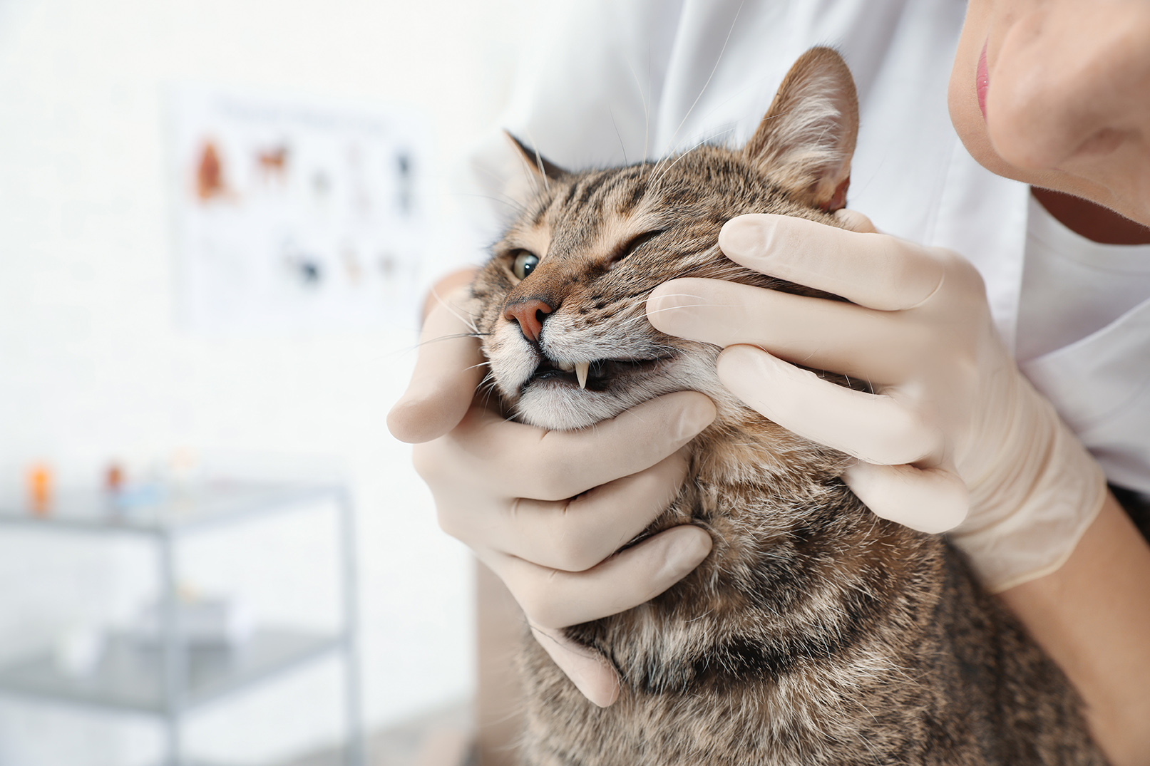 vet looking at a cats teeth during dental exam at meow bark veterinary services