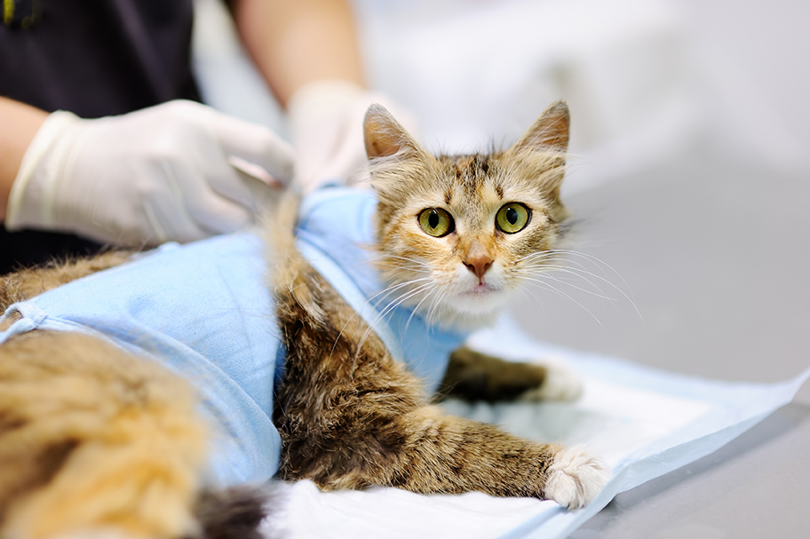 cat during surgery at meow bark veterinary