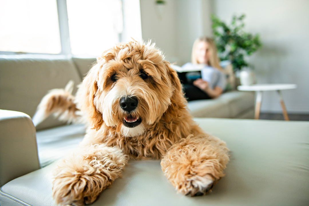 dog panting on a couch in austin texas