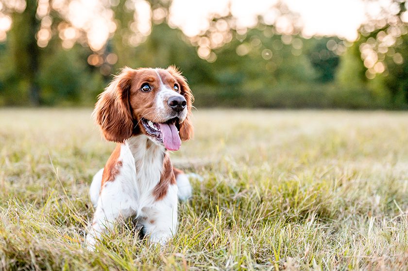 dog playing outside during behavior consultation at meow bark veterinary services