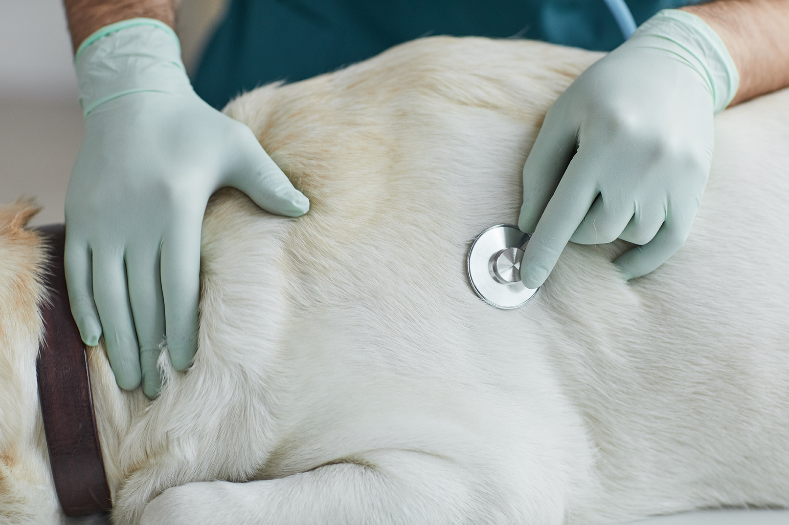 veterinarian listening to a dogs heartbeat pulse in meow bark veterinary care