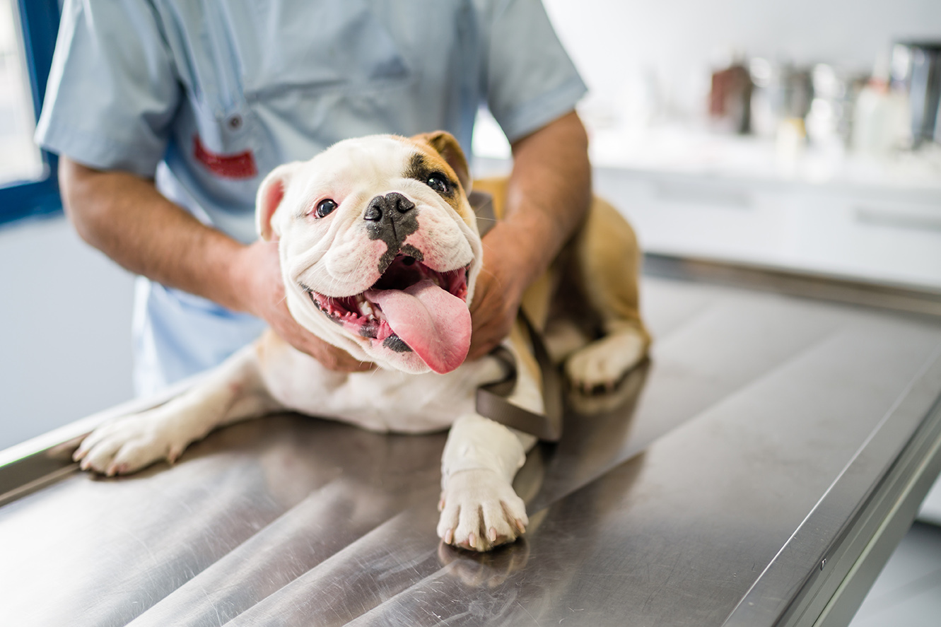 dog with dr hayes during spay surgery consultation at meow bark veterinary