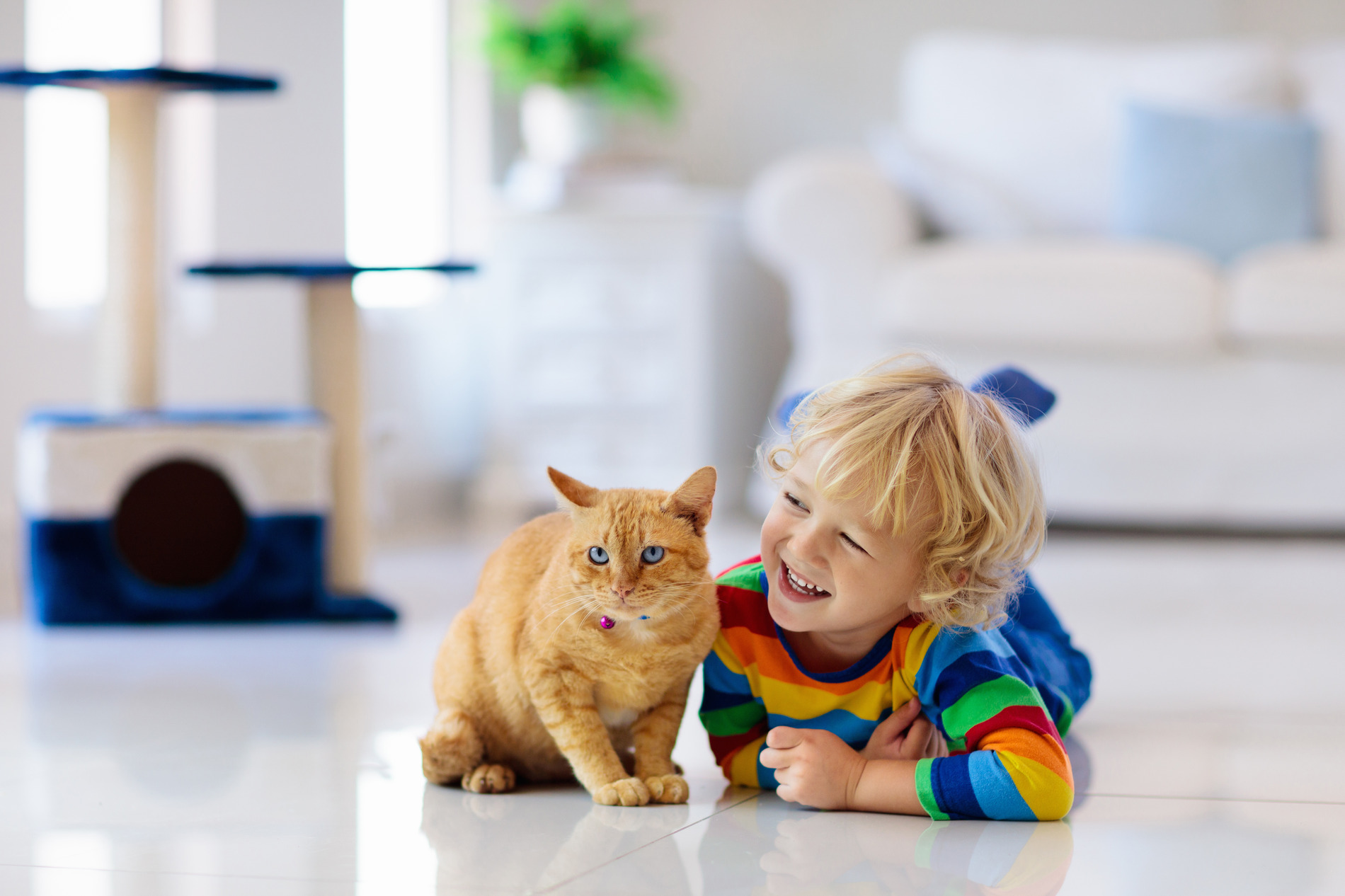 Boy and his cat play after a veterinary wellness exam in Austin TX