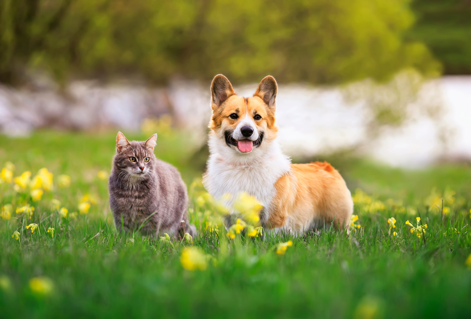 Cat and dog playing outside after a wellness exam in Austin TX