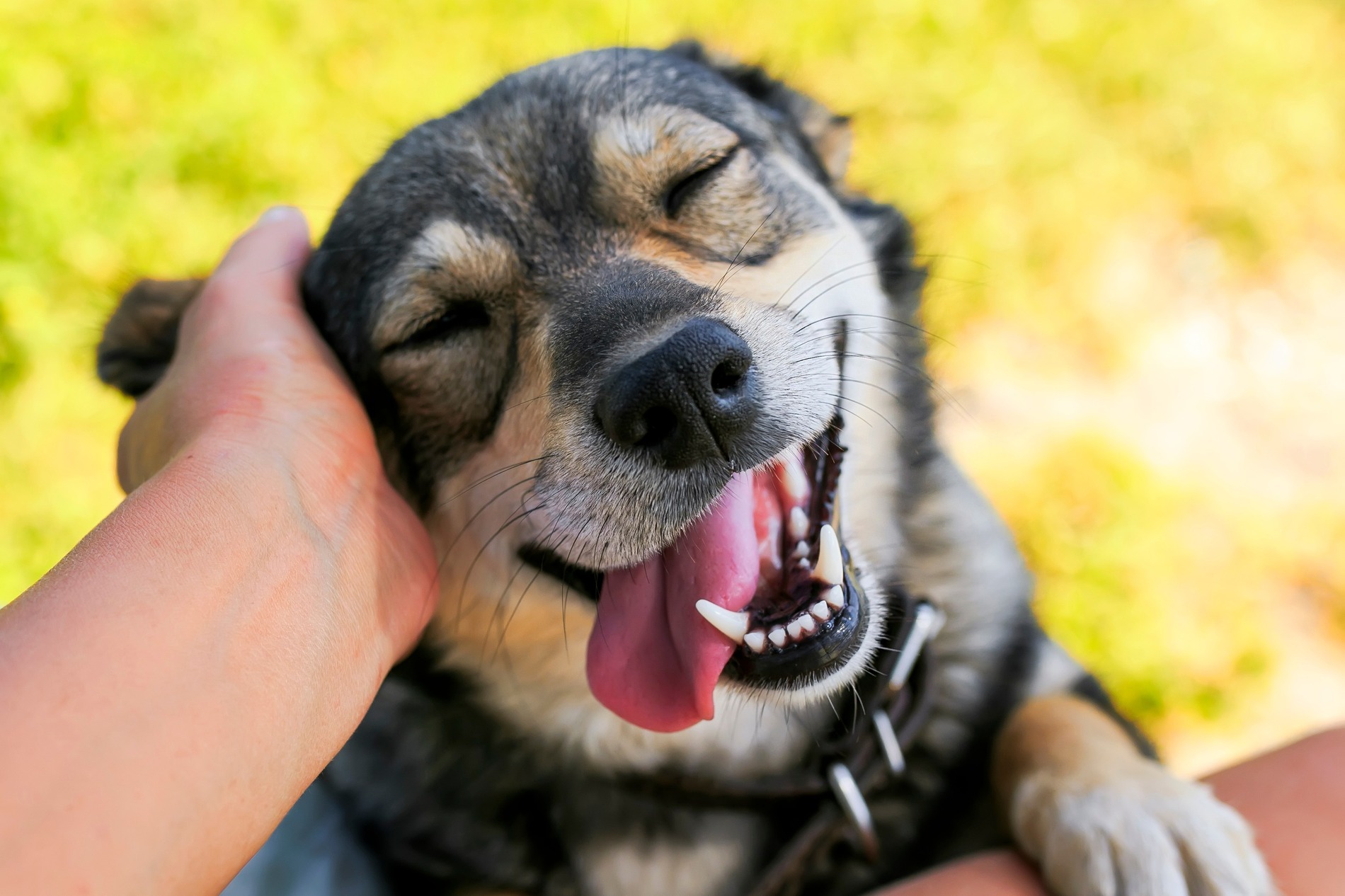 Happy dog after oral surgery in Austin TX