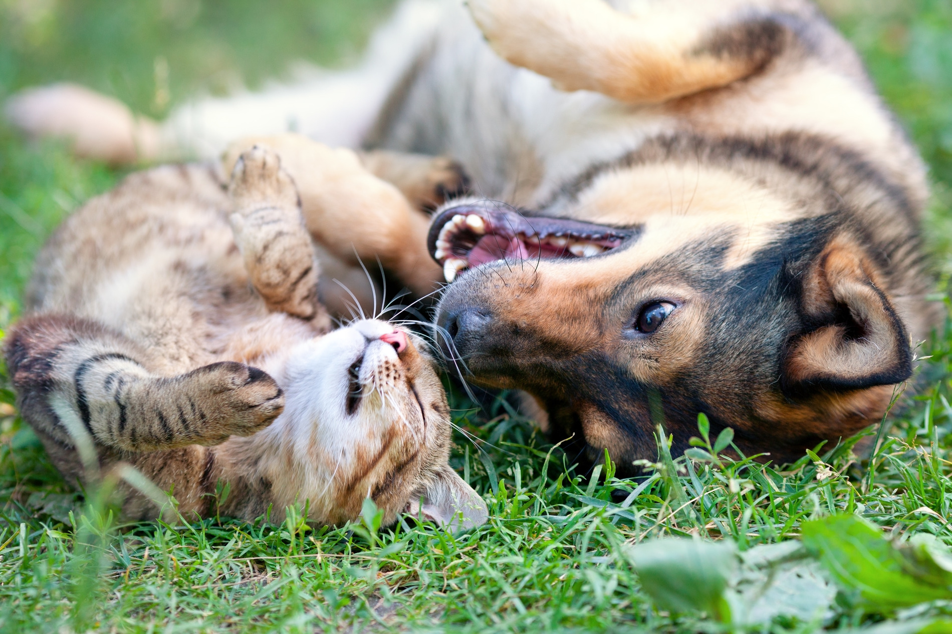 Dog and cat play outside pain free after an dental surgery appointment in Austin TX
