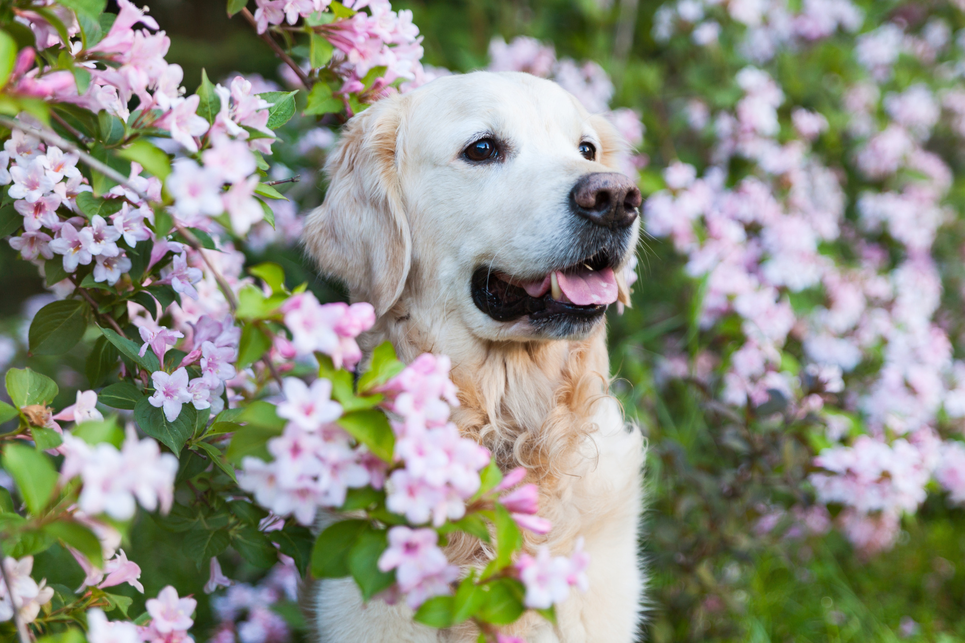 Dog playing outside after veterinary nutritional counseling at Meow Bark