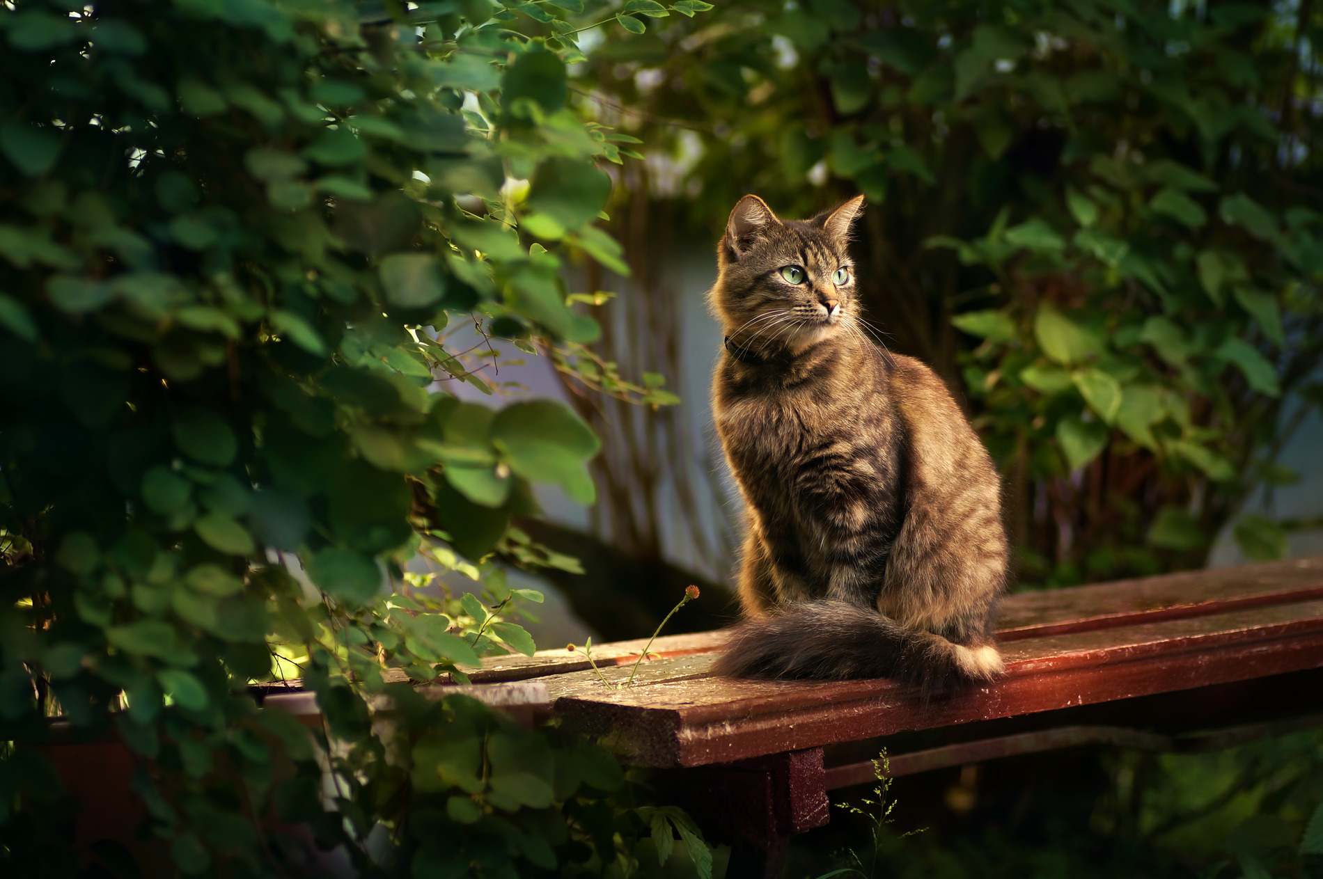 Cat healed after surgery with Dr. Hayes at Meow Bark Veterinary Services