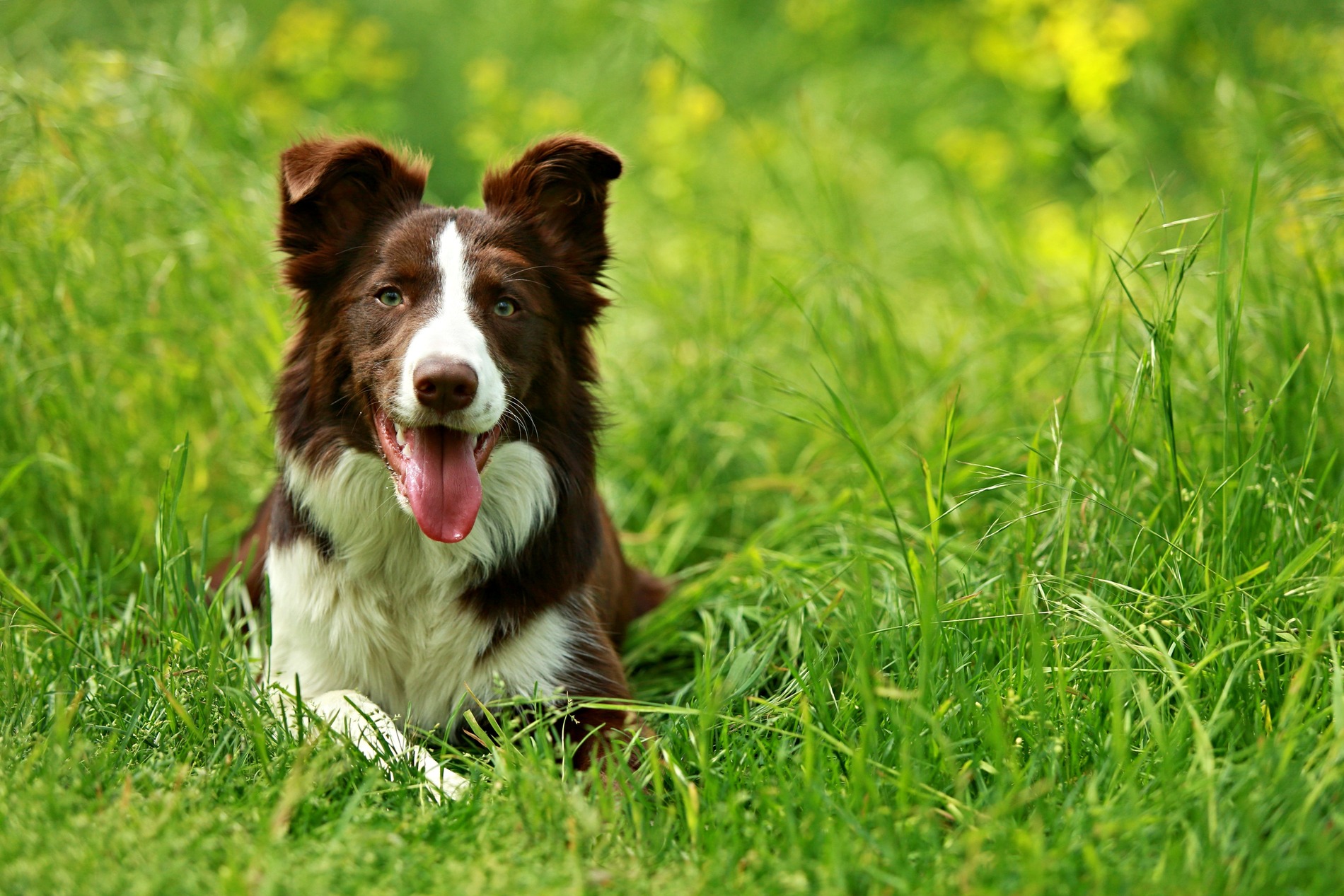 Dog seeing a soft tissue veterinary surgeon in Austin