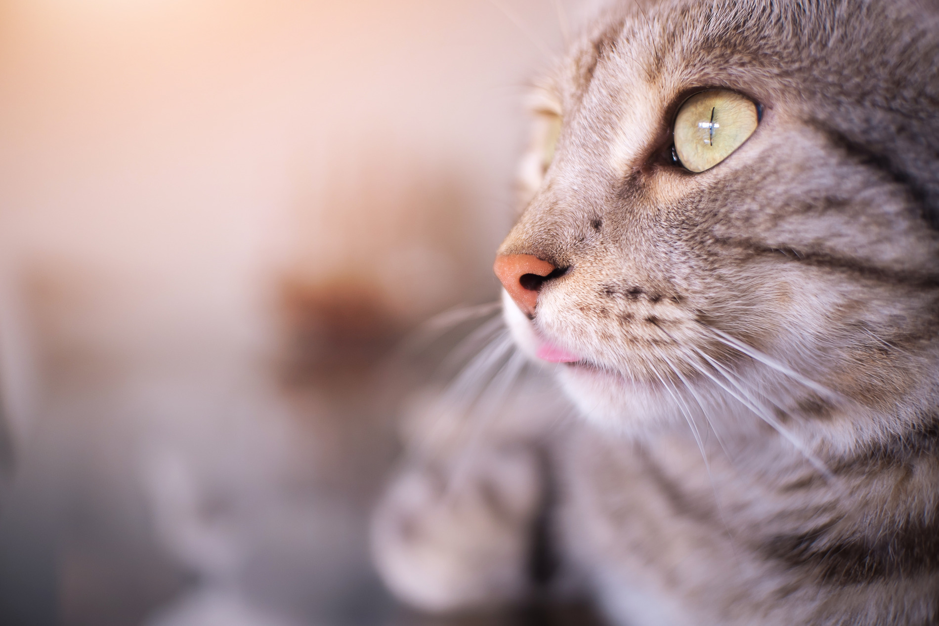 Senior cat up to date on her healthy after pet care at Meow Bark Veterinary Services