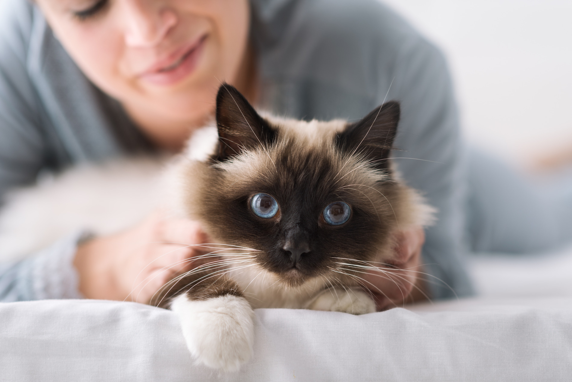 Cat healthy after veterinary bloodwork at Meow Bark Veterinary Services in Austin TX