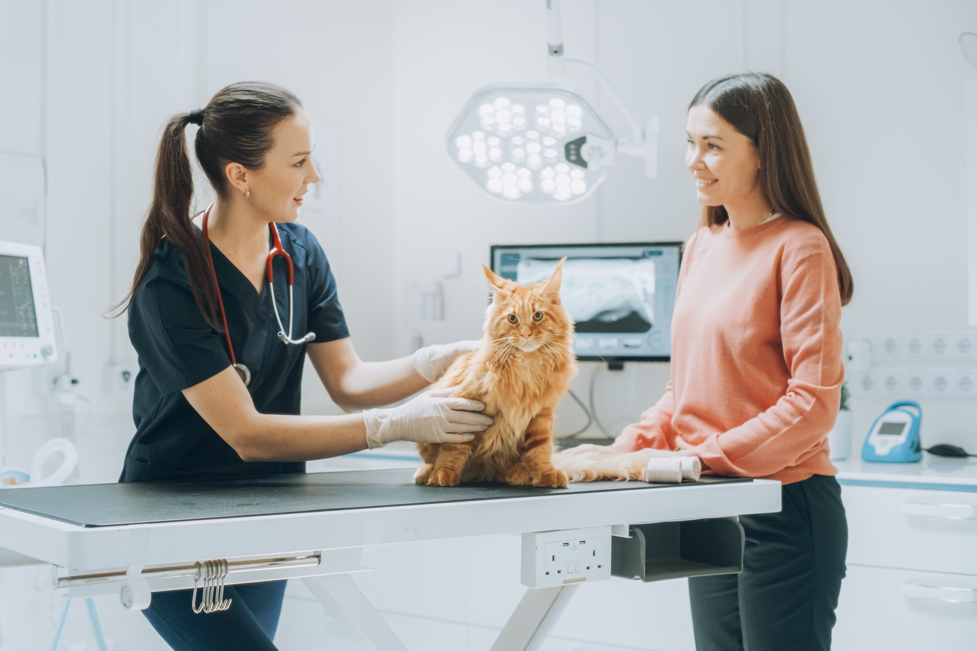 Cat and owner at a bloodwork appointment in Austin