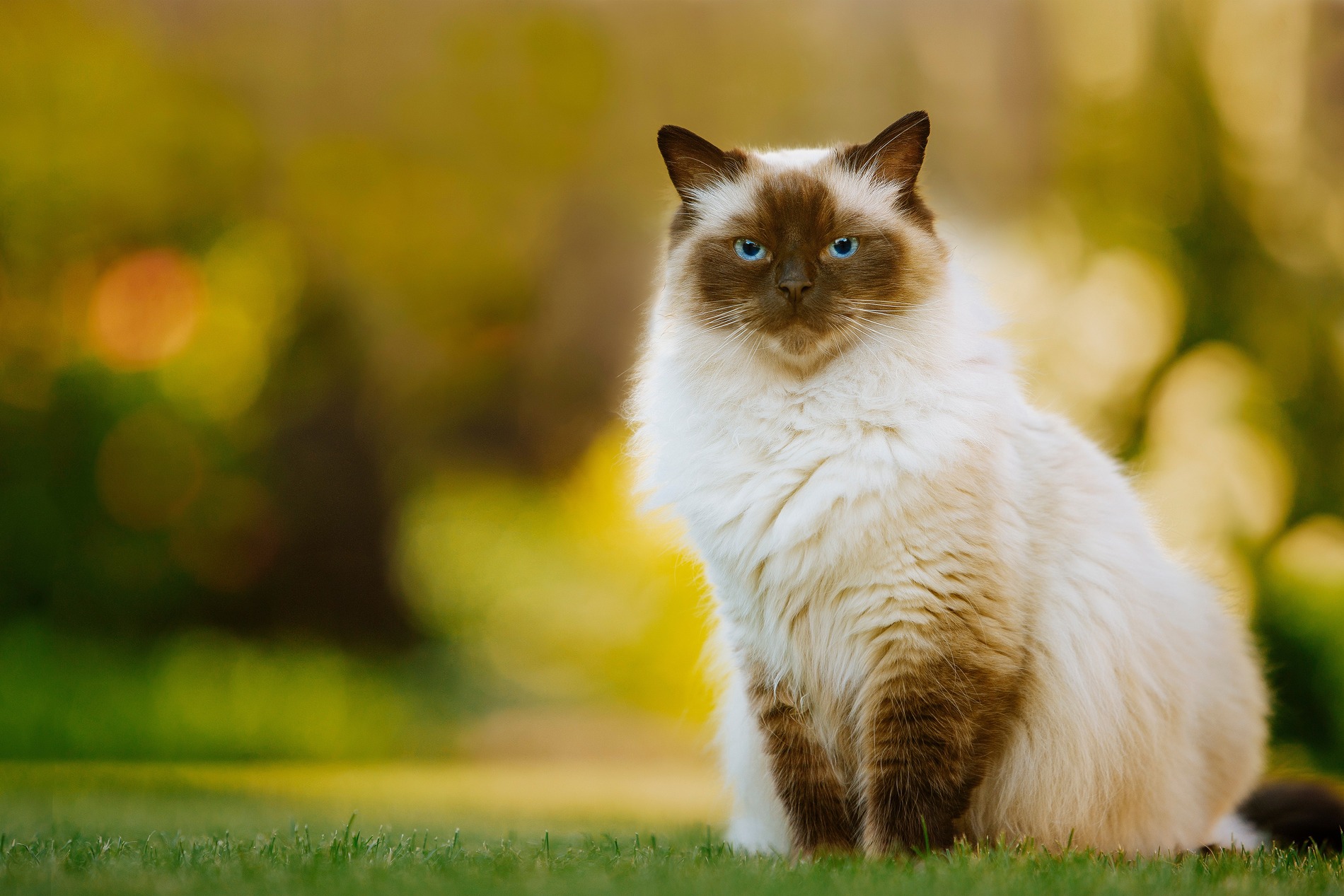 Cat at a parasite prevention for pets appointment in Austin