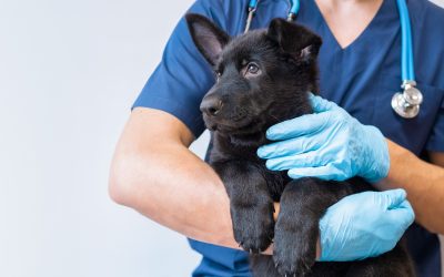 How to Choose the Right Veterinarian in Austin, TX