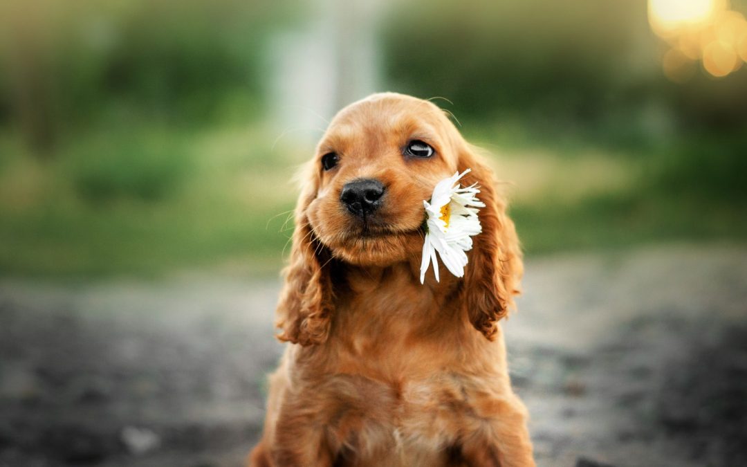 Healthy dog with preventive pet care in Austin TX