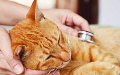 Pet Wellness Exams Explained In Austin, TX