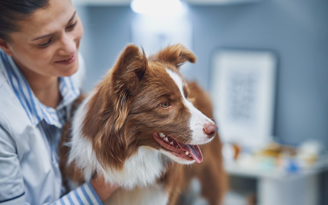 Dog at a diagnostic appointment in Austin TX