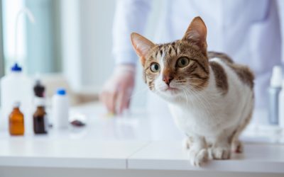 Signs Your Pet Needs to See a Veterinarian