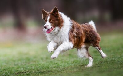 Managing Chronic Conditions in Pets: A Guide for Austin, TX Pet Owners